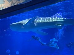 -烟台海昌鲸鲨海洋公园