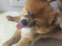 -爱侣宠医·鹦鹉专科·小型哺乳类·异宠专科(灵石路店)