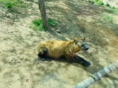 -北京野生动物园