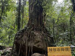 -莫里热带雨林景区