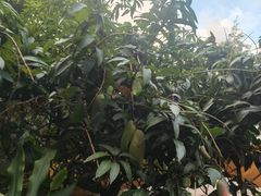 -品德宏·孔雀宴的发源地(金塔园店)