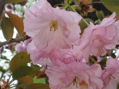 -南汇桃花村