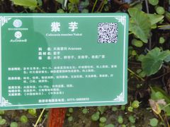 -广西壮族自治区药用植物园