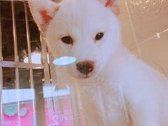 -1013 PET SHOP 宠物商店(近铁城市广场店)