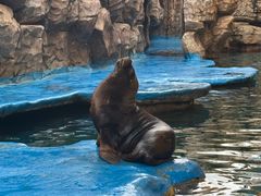 -华夏文旅海洋公园