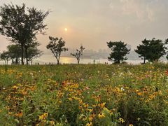 -小麦岛公园