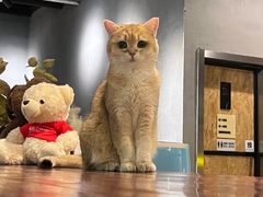 -咖法森林·咖啡  酒吧(天河店)