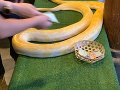 -清迈夜间动物园