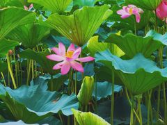 -长春市南湖公园