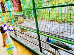 -瑞丽独树成林风景区