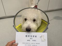 -立德24H动物医院·夜诊·转诊中心·1.5T核磁共振(海珠店)