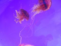 -上海海洋水族馆