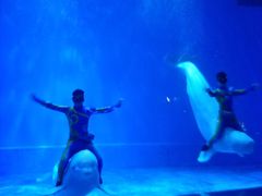 -芜湖新华联大白鲸海洋公园