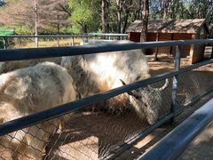 -长白岛森林公园