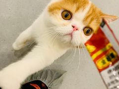 -飞行喵MR PILOT|猫舍·猫咖(静安大融城店)