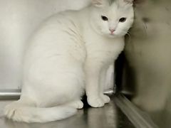 -安安宠医·臻爱宠物医院(簇锦北路分院)