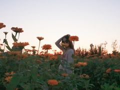 -莲花山花海