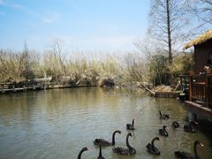 -溱湖国家湿地公园