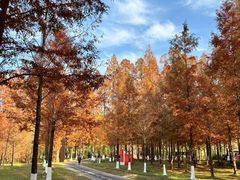 -黄海国家森林公园