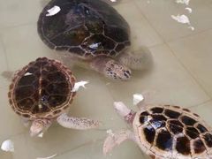 -广东惠东海龟国家级自然保护区