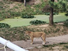 -西霞口神雕山野生动物世界
