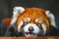 -Zoolung Zoolung动物主题公园(海信广场店)