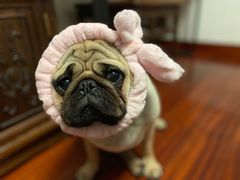 -狗舍宠物医院(四季商业广场店)