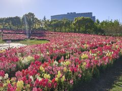 -春花秋色城市公园