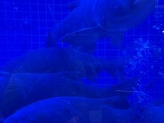 -忆江南·临江鱼馆