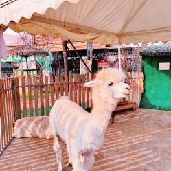 -萌宠亲子动物乐园(槐房万达店)