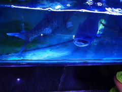 -全乐鱼馆·淳牌有机鱼直营店