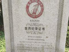 -千年银杏谷文化旅游区