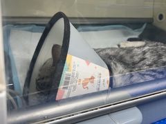 -特一安24小时宠物医院·骨科·中兽医