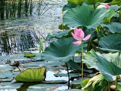 -长春市南湖公园