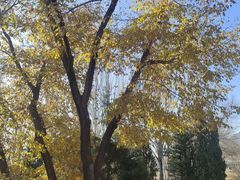 -乌素图国家森林公园