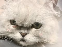 -猫儿山۰猫主题餐厅