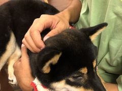 -豆柴町-柴犬主题狗咖(红鼎国际C座店)