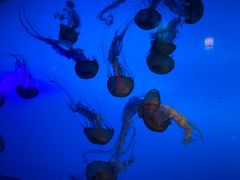 -太平洋海底世界餐厅
