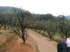 -南国桃园旅游度假区