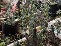 -铁山坪森林公园