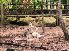 -清迈夜间动物园