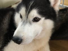 -Husky Go! 哈士奇体验馆·宠物咖啡厅狗咖