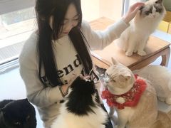 -MOYOYO猫咪咖啡店