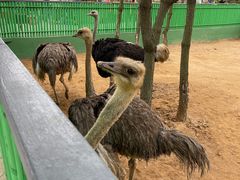 -西霞口神雕山野生动物世界