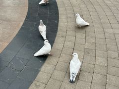 -中粮·祥云小镇