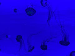 -多彩贵州城极地海洋世界