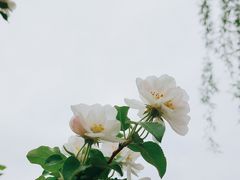 -海棠花溪(元大都城垣遗址公园)