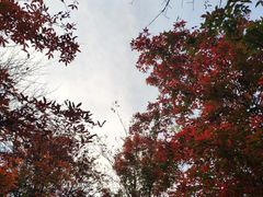 -天女山森林公园