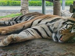 -西霞口神雕山野生动物世界
