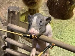 -Zoolung Zoolung动物主题公园(海信广场店)